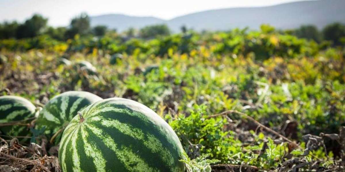 Setup Report on Watermelon Processing Plant- Detailed Process Flow, Project Cost and Economics