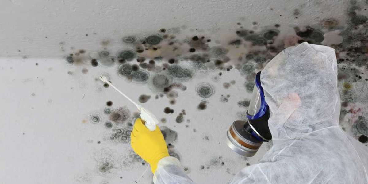 Fast and Reliable Mold Removal by Water Damage Clean Up Hero