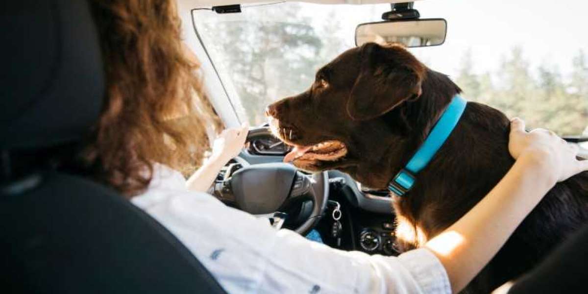 International Pet Transport: A Step-by-Step Guide to Safe and Stress-Free Travel