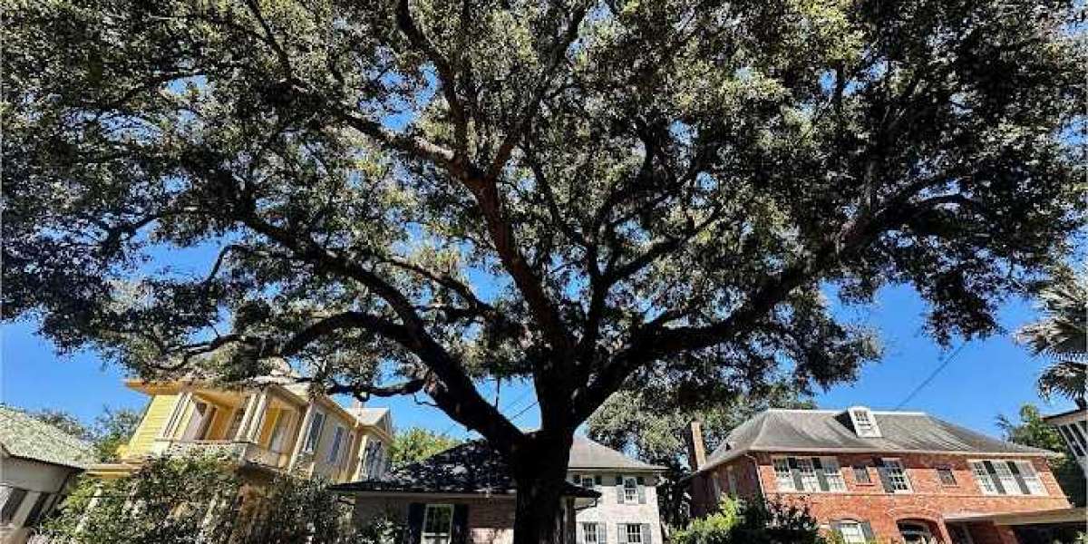 The Role of Local Regulations in Tree Removal in New Orleans