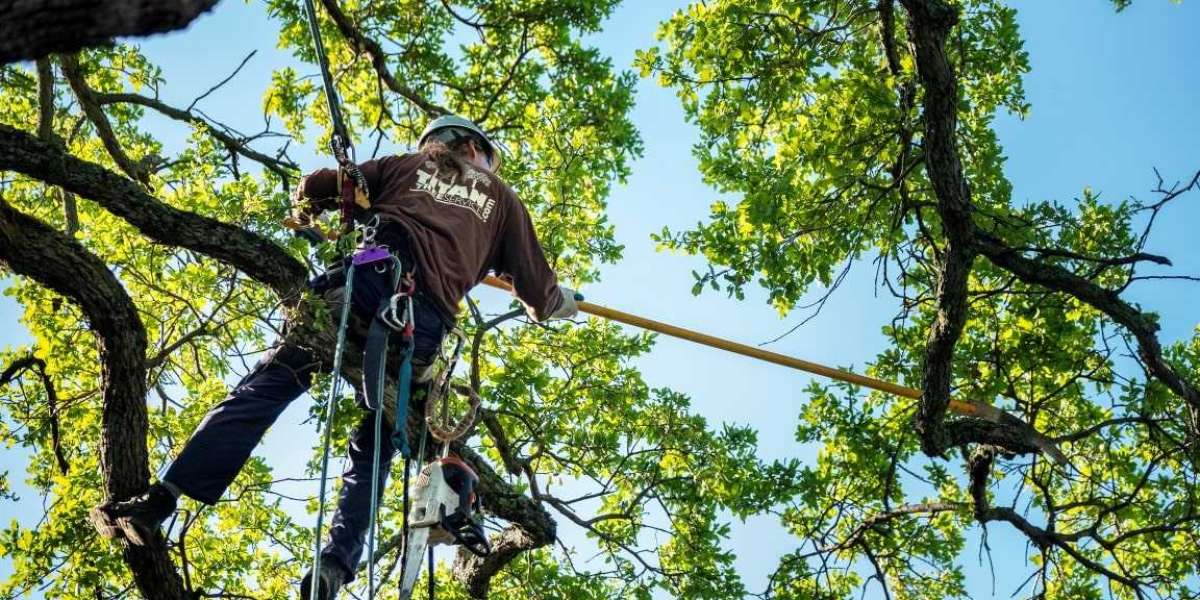 Tree Stump Removal Service: A Quick Solution to Yard Tripping Hazards