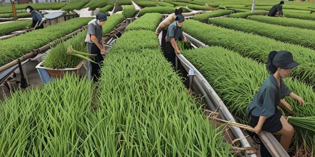 Lemongrass Processing Plant Project Report 2025: Machinery and Raw Materials